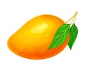 Mature Mango with Waxy Smooth Skin and Stem Vector Illustration