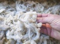 Mature mans hand touching a lock of freshly sheared wool