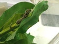 Mature monarch caterpillar on milkweed leaf