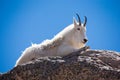 Mature mountain goat resting on boulder