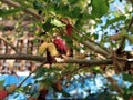 Mature Mulberry fruit on the tree