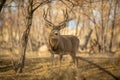 Mature Mule Deer Buck pauses in early morning light Royalty Free Stock Photo