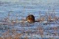 A Mature Muskrat