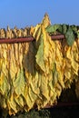Mature newly harvested tobacco hanging outside in a trailer