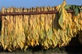 Mature newly harvested tobacco hanging outside in a trailer