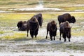 Mature North American Buffalo expressing anger