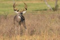 A mature old whitetail buck with huge antlers with kicker points in a horizontal picture