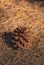 Mature opened female pine cone