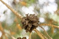 mature opened pine cone on a tree against a blurred background