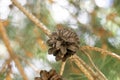 mature opened pine cone on a tree against a blurred background Royalty Free Stock Photo