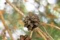 mature opened pine cone on a tree against a blurred background