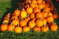 The mature orange pumpkin on the grass