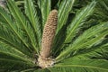 Mature Male Sago Palm Cycas Revoluta Flower Closeup Royalty Free Stock Photo