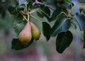 Mature pear on a branch