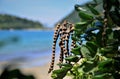 Mature pod of Sophora tomentosa on the beach