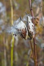 Milkweed seed pods opening to release the seeds Royalty Free Stock Photo