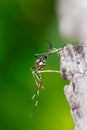 Mature predatory mosquito Royalty Free Stock Photo