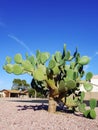 Mature Prickly Pear Cactus in Xeriscaping, Phoenix, AZ