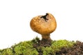 Puffball fungi in moss