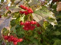 Mature red berries of potassium on a branch of green foliage medium. Growing medicinal plants.