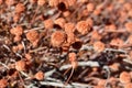 ERIOGONUM FASCICULATUM FRUIT - JOSHUA TREE NP - 120120 C Royalty Free Stock Photo