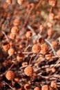 ERIOGONUM FASCICULATUM FRUIT - JOSHUA TREE NP - 120120 D Royalty Free Stock Photo