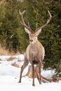 Mature red deer stag with antlers on snow in winter Royalty Free Stock Photo
