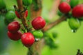 Mature Red Kopi Lintong Beans Arabica Typica From Lintongnihuta, Humbang Hasundutan, North Sumatra, Indonesia Royalty Free Stock Photo