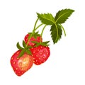 Mature Red Strawberry with Leaves for Fresh Eating Vector Illustration