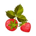 Mature Red Strawberry with Leaves for Fresh Eating Vector Illustration