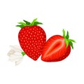 Mature Red Strawberry Whole and Half with Leaves Vector Illustration