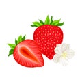 Mature Red Strawberry Whole and Half with Leaves Vector Illustration