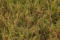 Mature rice panicle ready to be harvested