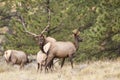 Mature Rocky Mountain Elk in full rut