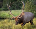 Mature Rocky Mountain Elk Royalty Free Stock Photo