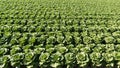 Mature Romaine Lettuce in Field Royalty Free Stock Photo