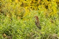 A Mature Rufescent Tiger Heron Perched amongst Bushes Royalty Free Stock Photo