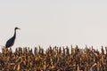 Mature Sandhill Crane Grus Canadensis in a chopped corn field during late summer