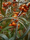 Mature sandthorn in autumn at midday Royalty Free Stock Photo