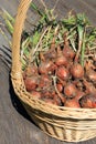 Mature shallot bulbs Royalty Free Stock Photo