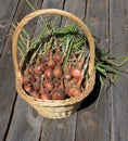 Mature shallots in a basket Royalty Free Stock Photo