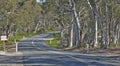 Mature silver gums line the highway entering many small towns in New South Wales