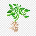Mature soybean plant icon, cartoon style