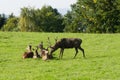 Mature stag sniffing at doe. Red deer group. Royalty Free Stock Photo