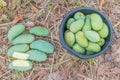 The mature stage of green mango, harvest season in the plantation field