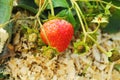 Mature strawberries grow on the bed