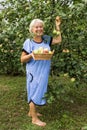 Mature Summer Resident in the garden with apples