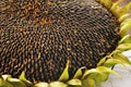 Mature sunflower head with seeds