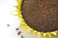 Mature sunflower head with seeds