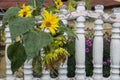 Mature sunflower heads with fading petals and open yellow flowers among leaves hanging over white shabby relief sectional fence